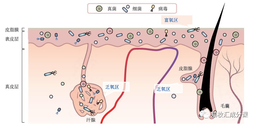 消灭致病菌，皮肤就健康了么？
